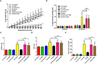 2-Methoxyestradiol Protects Against Lung Ischemia/Reperfusion Injury by Upregulating Annexin A1 Protein Expression